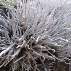 Thamnolia vermicularis (Whiteworm Lichen) at Yaouk, NSW - 9 Dec 2020 by Greggy