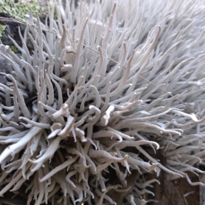 Thamnolia vermicularis (Whiteworm Lichen) at Yaouk, NSW - 8 Dec 2020 by Greggy