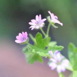 Geranium molle subsp. molle at Wamboin, NSW - 9 Oct 2020