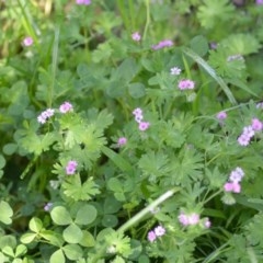 Geranium molle subsp. molle at Wamboin, NSW - 9 Oct 2020