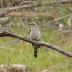 Cacomantis pallidus (Pallid Cuckoo) at Penrose - 10 Dec 2020 by Snowflake