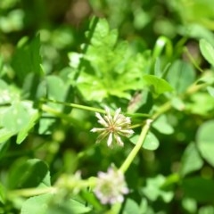 Trifolium glomeratum (Clustered Clover) at Wamboin, NSW - 9 Oct 2020 by natureguy