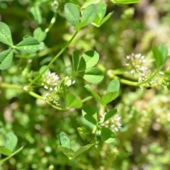 Trifolium glomeratum at Wamboin, NSW - 9 Oct 2020 04:38 PM