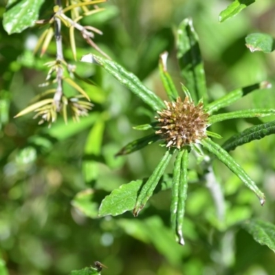 Euchiton sphaericus (Star Cudweed) at Wamboin, NSW - 9 Oct 2020 by natureguy