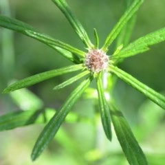 Euchiton sphaericus at Wamboin, NSW - 9 Oct 2020