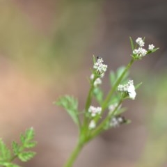 Daucus glochidiatus (Australian Carrot) at Wamboin, NSW - 9 Oct 2020 by natureguy