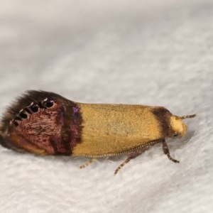 Eupselia satrapella and similar species at Melba, ACT - 15 Nov 2020