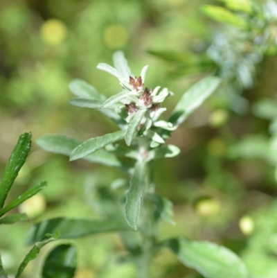 Gamochaeta purpurea (Purple Cudweed) at Wamboin, NSW - 9 Oct 2020 by natureguy