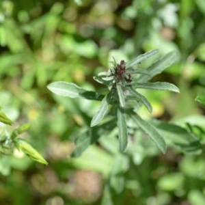 Gamochaeta calviceps at QPRC LGA - 9 Oct 2020