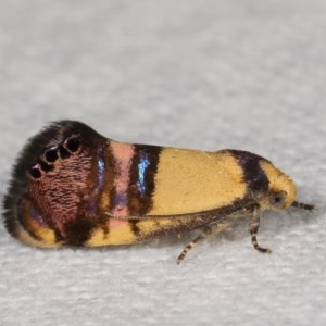 Eupselia satrapella and similar species at Melba, ACT - 15 Nov 2020