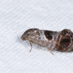 Eupselia beatella at Melba, ACT - 15 Nov 2020