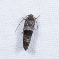 Eupselia beatella at Melba, ACT - 15 Nov 2020