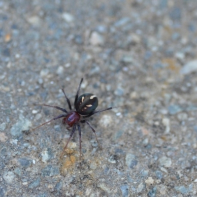 Habronestes bradleyi (Bradley's Ant-Eating Spider) at Wamboin, NSW - 11 Oct 2020 by natureguy