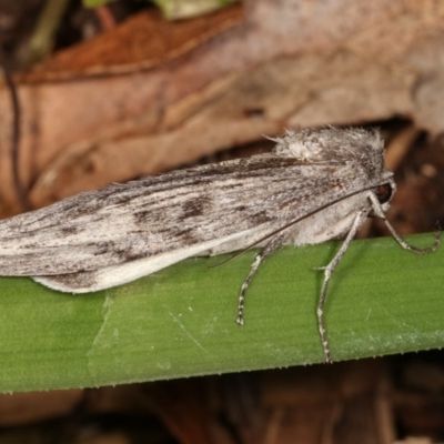 Capusa senilis (Black-banded Wedge-moth) at Melba, ACT - 15 Nov 2020 by kasiaaus