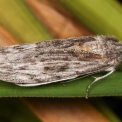 Capusa senilis at Melba, ACT - 15 Nov 2020 11:29 PM