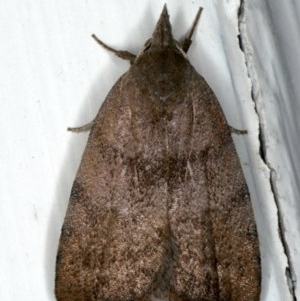 Tortricopsis euryphanella at Ainslie, ACT - 18 Dec 2019 10:26 PM