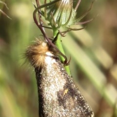 Epicoma contristis (Yellow-spotted Epicoma Moth) at Jerrabomberra, ACT - 10 Dec 2020 by RobParnell