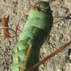 Hippotion celerio at Symonston, ACT - 10 Dec 2020