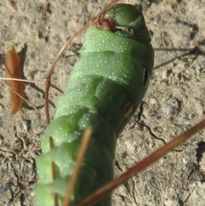 Hippotion celerio at Symonston, ACT - 10 Dec 2020