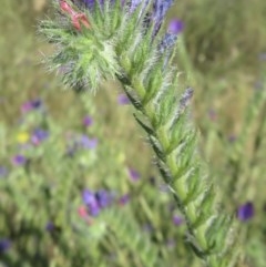 Echium plantagineum (Paterson's Curse) at Jerrabomberra, ACT - 10 Dec 2020 by RobParnell