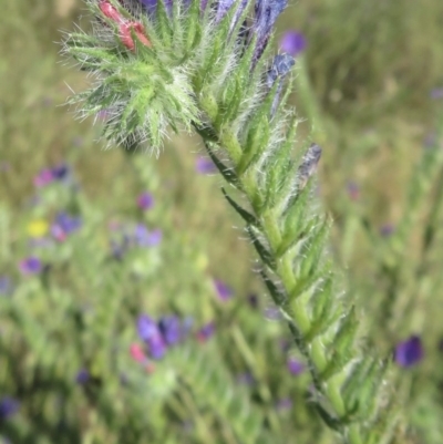 Echium plantagineum (Paterson's Curse) at Jerrabomberra, ACT - 10 Dec 2020 by RobParnell