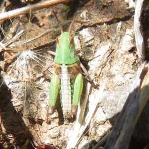 Oedaleus australis at Symonston, ACT - 9 Nov 2020