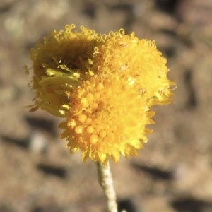 Chrysocephalum apiculatum at Narrabundah, ACT - 9 Dec 2020 07:41 AM