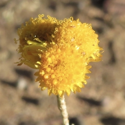 Chrysocephalum apiculatum (Common Everlasting) at Narrabundah, ACT - 8 Dec 2020 by RobParnell