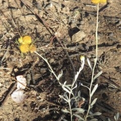 Chrysocephalum apiculatum at Narrabundah, ACT - 9 Dec 2020