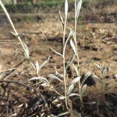 Chrysocephalum apiculatum at Narrabundah, ACT - 9 Dec 2020