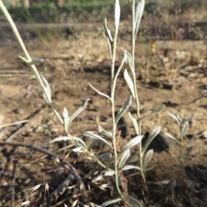 Chrysocephalum apiculatum at Narrabundah, ACT - 9 Dec 2020