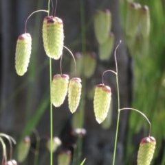 Briza maxima (Quaking Grass, Blowfly Grass) at Symonston, ACT - 8 Nov 2020 by RobParnell