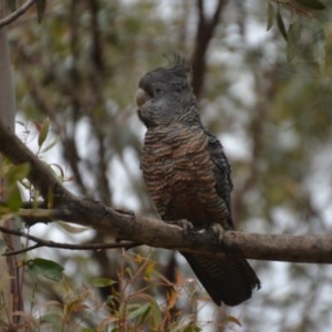 Callocephalon fimbriatum at Wamboin, NSW - 16 Oct 2020