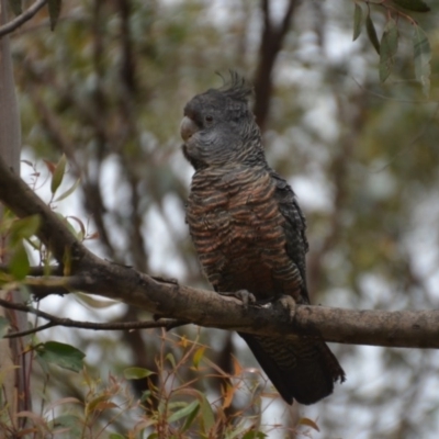 Callocephalon fimbriatum (Gang-gang Cockatoo) at Wamboin, NSW - 16 Oct 2020 by natureguy