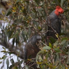 Callocephalon fimbriatum at Wamboin, NSW - 16 Oct 2020