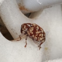 Lybaeba metasternalis (Weevil) at Melba, ACT - 15 Nov 2020 by kasiaaus