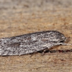 Agriophara undescribed species at Melba, ACT - 15 Nov 2020