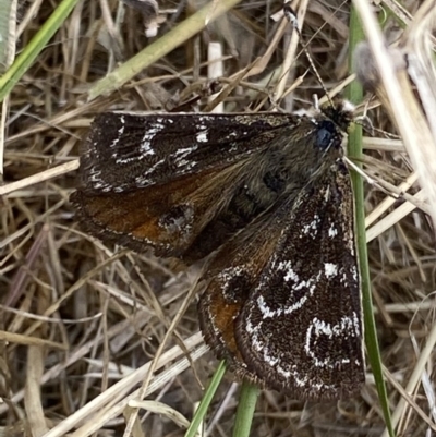 Synemon plana (Golden Sun Moth) at Yarralumla, ACT - 10 Dec 2020 by RAllen