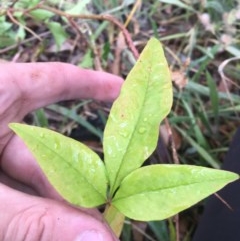 Nandina domestica (Sacred Bamboo) at Hughes, ACT - 10 Dec 2020 by Tapirlord