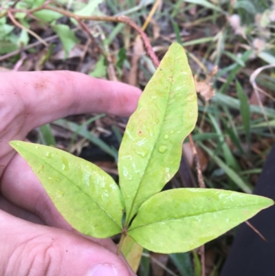 Nandina domestica (Sacred Bamboo) at Hughes, ACT - 10 Dec 2020 by Tapirlord