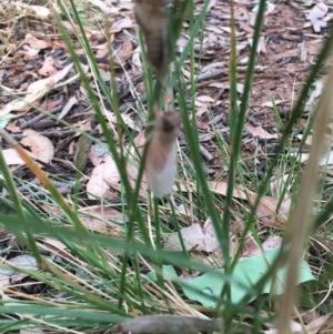 Cicadettini sp. (tribe) at Hughes, ACT - 10 Dec 2020