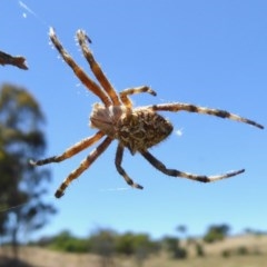 Backobourkia (genus) (An orb weaver) at Yass River, NSW - 9 Dec 2020 by SenexRugosus