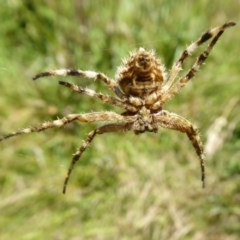 Backobourkia sp. (genus) at Yass River, NSW - 9 Dec 2020