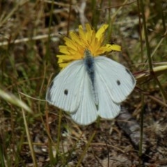 Pieris rapae (Cabbage White) at Yass River, NSW - 8 Dec 2020 by SenexRugosus