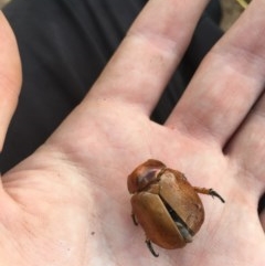 Anoplognathus sp. (genus) (Unidentified Christmas beetle) at Garran, ACT - 10 Dec 2020 by Tapirlord