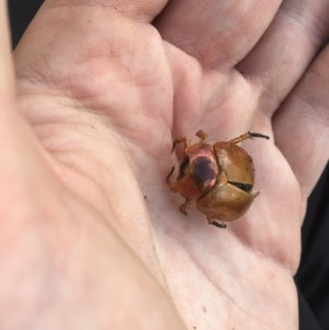 Anoplognathus sp. (genus) at Garran, ACT - 10 Dec 2020