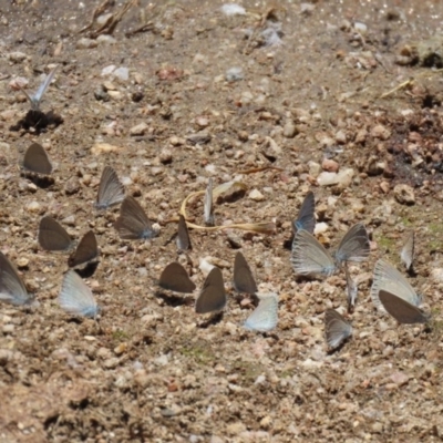 Zizina otis (Common Grass-Blue) at Tharwa, ACT - 8 Dec 2020 by RodDeb