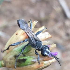 Isodontia sp. (genus) at Garran, ACT - 10 Dec 2020