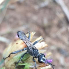 Isodontia sp. (genus) at Garran, ACT - 10 Dec 2020