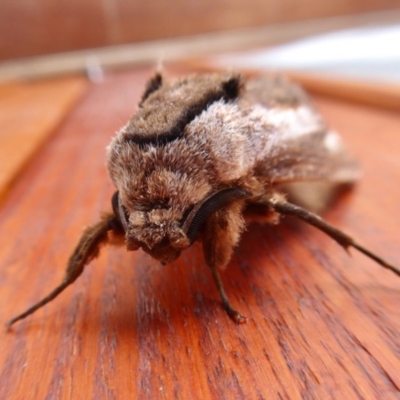 Endoxyla encalypti (Wattle Goat Moth) at Rugosa - 9 Dec 2020 by SenexRugosus